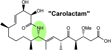 Graphical abstract: The carolactam strategy is ineffective: synthesis and biological evaluation of carolactam