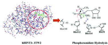 Graphical abstract: Phosphoramidate hydrolysis catalyzed by human histidine triad nucleotide binding protein 1 (hHint1): a cluster-model DFT computational study