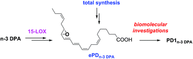 Graphical abstract: Stereocontrolled synthesis and investigation of the biosynthetic transformations of 16(S),17(S)-epoxy-PDn-3 DPA