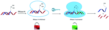 Graphical abstract: RNA-directed off/on switch of RNase H activity using boronic ester formation