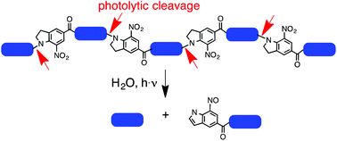 Graphical abstract: Synthesis and characterization of a photocleavable collagen-like peptide
