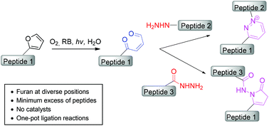 Graphical abstract: Singlet oxygen-mediated one-pot chemoselective peptide–peptide ligation