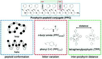 Graphical abstract: Control of porphyrin interactions via structural changes of a peptoid scaffold