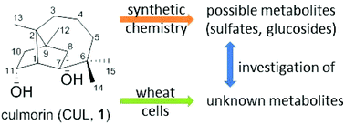 Graphical abstract: Chemical synthesis of culmorin metabolites and their biologic role in culmorin and acetyl-culmorin treated wheat cells