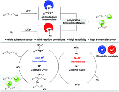 Graphical abstract: Cooperative bimetallic catalysis in asymmetric allylic substitution