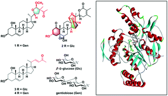 Graphical abstract: Withapubesides A–D: natural inducible nitric oxide synthase (iNOS) inhibitors from Physalis pubescens