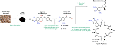 Graphical abstract: Synthesis of the natural product descurainolide and cyclic peptides from lignin-derived aromatics
