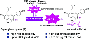 Graphical abstract: A regiospecific rhamnosyltransferase from Epimedium pseudowushanense catalyzes the 3-O-rhamnosylation of prenylflavonols