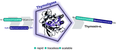 Graphical abstract: Design of a substrate-tailored peptiligase variant for the efficient synthesis of thymosin-α1