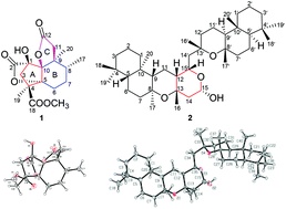 Graphical abstract: Norcrassin A, a novel C16 tetranorditerpenoid, and bicrotonol A, an unusual dimeric labdane-type diterpenoid, from the roots of Croton crassifolius