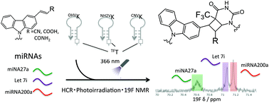 Graphical abstract: Multiplexed detection of nucleic acids using 19F NMR chemical shift changes based on DNA photo-cross-linking of 3-vinylcarbazole derivatives