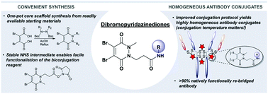 Graphical abstract: Highly homogeneous antibody modification through optimisation of the synthesis and conjugation of functionalised dibromopyridazinediones