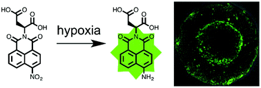 Graphical abstract: Tailoring the properties of a hypoxia-responsive 1,8-naphthalimide for imaging applications