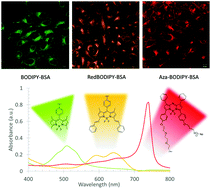 Graphical abstract: A convenient method for multicolour labelling of proteins with BODIPY fluorophores via tyrosine residues