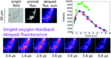 Graphical abstract: Microscopic time-resolved imaging of singlet oxygen by delayed fluorescence in living cells