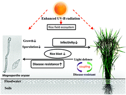 Graphical abstract: Effects of UV-B radiation on the infectivity of Magnaporthe oryzae and rice disease-resistant physiology in Yuanyang terraces