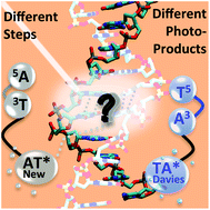 Graphical abstract: Novel adenine/thymine photodimerization channels mapped by PCM/TD-DFT calculations on dApT and TpdA dinucleotides