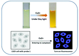 Graphical abstract: A novel terephthalaldehyde based turn-on fluorescent chemosensor for Cu2+ and its application in imaging of living cells