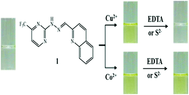 Graphical abstract: A new Schiff-base chemosensor for selective detection of Cu2+ and Co2+ and its copper complex for colorimetric sensing of S2− in aqueous solution