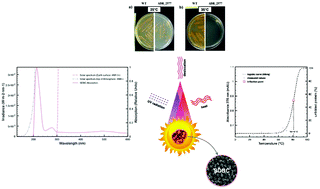 Graphical abstract: Coexisting properties of thermostability and ultraviolet radiation resistance in the main S-layer complex of Deinococcus radiodurans