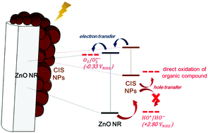 Graphical abstract: Environmentally benign synthesis of CuInS2/ZnO heteronanorods: visible light activated photocatalysis of organic pollutant/bacteria and study of its mechanism