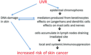 Graphical abstract: Ultraviolet radiation-induced immunosuppression and its relevance for skin carcinogenesis