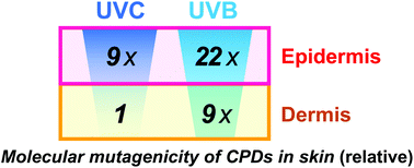 Graphical abstract: Quantitative analysis of UV photolesions suggests that cyclobutane pyrimidine dimers produced in mouse skin by UVB are more mutagenic than those produced by UVC
