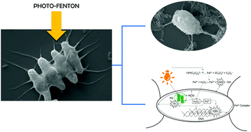 Graphical abstract: Does the photo-Fenton reaction work for microalgae control? A case study with Desmodesmus subspicatus