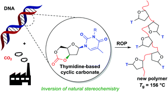 Graphical abstract: CO2-Driven stereochemical inversion of sugars to create thymidine-based polycarbonates by ring-opening polymerisation