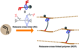 Graphical abstract: A vinylic rotaxane cross-linker for toughened network polymers from the radical polymerization of vinyl monomers