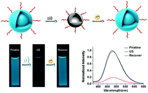 Graphical abstract: Bioinspired ultrasound-responsive fluorescent metal–ligand cross-linked polymer assemblies