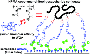 Graphical abstract: Glycan-decorated HPMA copolymers as high-affinity lectin ligands