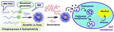 Graphical abstract: A dendrimer–hydrophobic interaction synergy improves the stability of polyion complex micelles