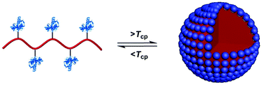 Graphical abstract: The synthesis and self-assembly of bioconjugates composed of thermally-responsive polymer chains and pendant lysozyme molecules