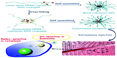 Graphical abstract: Dual-sensitive and biodegradable core-crosslinked HPMA copolymer–doxorubicin conjugate-based nanoparticles for cancer therapy