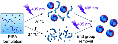 Graphical abstract: Comparison of photo- and thermally initiated polymerization-induced self-assembly: a lack of end group fidelity drives the formation of higher order morphologies