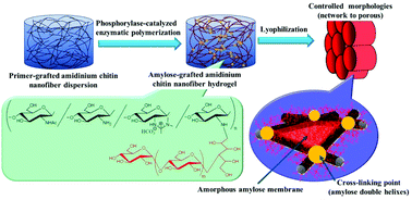Graphical abstract: Enzymatic grafting of amylose on chitin nanofibers for hierarchical construction of controlled microstructures