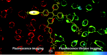 Graphical abstract: AIE conjugated polyelectrolytes based on tetraphenylethene for efficient fluorescence imaging and lifetime imaging of living cells