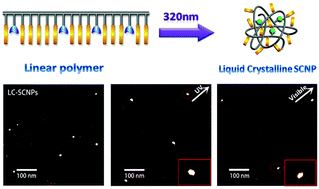 Graphical abstract: Photoresponsive liquid crystalline polymer single-chain nanoparticles