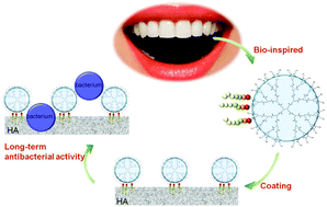 Graphical abstract: Bio-inspired peptide decorated dendrimers for a robust antibacterial coating on hydroxyapatite