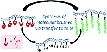 Graphical abstract: Synthesis of molecular brushes by telomerization