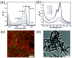 Graphical abstract: In situ polymerization of supramolecular nanorods assembled from polymerizable perylene bisimide
