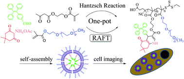 Graphical abstract: Synthesis of amphiphilic fluorescent polymers via a one-pot combination of multicomponent Hantzsch reaction and RAFT polymerization and their cell imaging applications