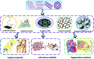 Graphical abstract: Fabrication of graphene–biomacromolecule hybrid materials for tissue engineering application