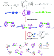 Graphical abstract: Supramolecular polymers based on a pillar[5]arene-fused cryptand: design, fabrication and degradation accompanied by a fluorescence change