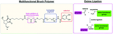 Graphical abstract: Catechol- and ketone-containing multifunctional bottlebrush polymers for oxime ligation and hydrogel formation