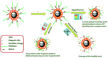 Graphical abstract: Construction of polymer coated core–shell magnetic mesoporous silica nanoparticles with triple responsive drug delivery