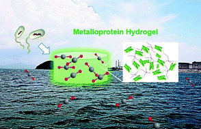 Graphical abstract: Entirely recombinant protein-based hydrogels for selective heavy metal sequestration