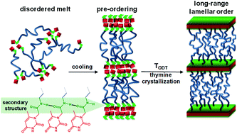 Graphical abstract: Lamellar mesoscopic organization of supramolecular polymers: a necessary pre-ordering secondary structure