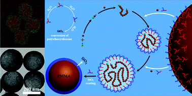 Graphical abstract: One-pot formation of monodisperse polymer@SiO2 core–shell nanoparticles via surfactant-free emulsion polymerization using an adaptive silica precursor polymer